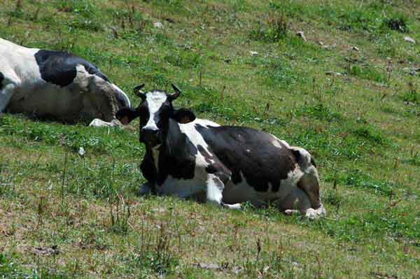 Vaca - La Cerdanya - Lleida - Catalunya 3.jpg